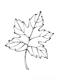 14 cool arbre sans feuille coloriage collection leaf coloring page pages pokemon numel