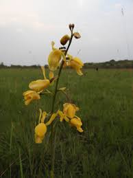 Image result for Eulophia angolensis