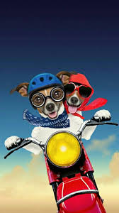 pin ot polzovatelya k k na doske cool wallpapers sobaki