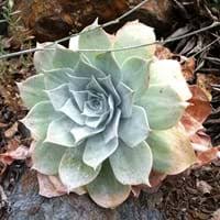 Of course, succulent plants are simple to nurture in drought conditions. Compare Echeveria And Dudleya