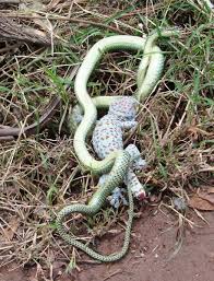 Snake Vs Tokay Gecko Udon News Com