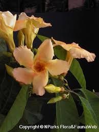 Image result for Marsdenia macrantha