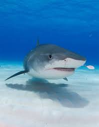 Sharkopedia Tiger Sharks Shark Photos Bull Shark Shark