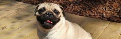 We offer a well rounded program of exercise and entertainment for your pet with like size and temperament groups of well socialized canine citizens, or perhaps you just need us to take care of you pet for the day, that's what. Pug Puppies For Sale In North Carolina South Carolina Carolina Pugs