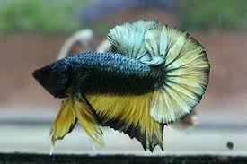 Ohmpk Yellow Fancy Copper Star Tail