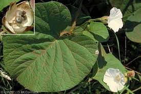 Image result for Operculina