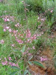 Image result for Pseudarthria