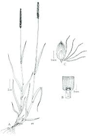 Image result for Setaria pumila