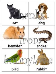 pet sort pet needs charts