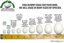 Dummy Eggs Blog