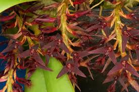 Image result for Bulbophyllum saltatorium