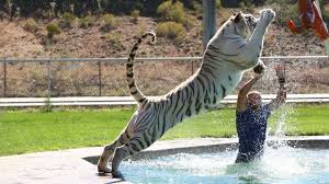 An individual typically consumes musk deer, manchuria wapitis, gorals, moose, wild boars, siberian roe deer, sika deer, hares, rabbits, pikas and even salmon, and other species of ungulate animals. Tiger Splash Keepers Swim And Play With Fully Grown Big Cats Youtube