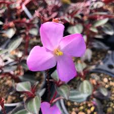 Image result for Porphyrostemma