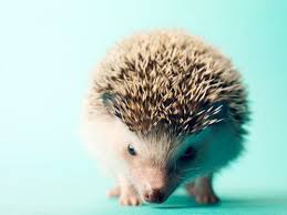 Hedgehogs Are Adorable Little Spiky Balls Of Love With The Adoption Of Any Animal Comes The Need For A Name And Hedgehog Pet Funny Hedgehog Cute Animal Names