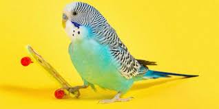 muhabbet kusu sagligi