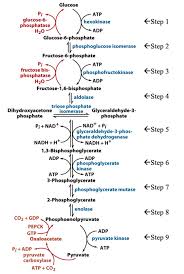 Solved Use The Glycolysis Gluconeogenesis Chart Below To