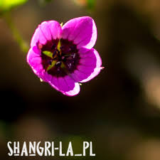 Image result for Geranium ocellatum