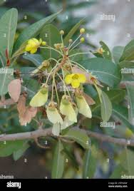 Image result for Acridocarpus natalitius