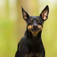 M O J O Verpinscht Mini Pinscher Miniature Pinscher Min Pin Dogs
