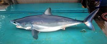 Sivriburun Camgoz Isurus Oxyrinchus