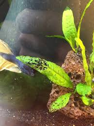 Check spelling or type a new query. Java Fern Baby Leaves Have Brown Spots And Large Holes Around Veins Nutrient Deficiency Aquarium Plants Forum 350290
