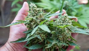 Trying to grow cannabis organically? Cannabis Fertilizer Nutrients Best Guide For Growers