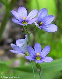 Maybe you would like to learn more about one of these? 21 New England Plants Ideas Plants Native Plants New England