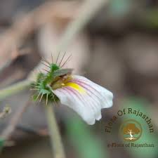 Image result for Blepharis