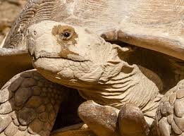 Image result for Grewia sulcata