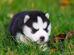 Entdecke 23 anzeigen für husky welpen kaufen zu bestpreisen. Ein Paar Husky Welpen Zum Verlieben