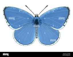 Image result for Celastrina argiolus