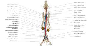 Professor fink reviews cat blood vessels; Labeled Atlas Of Anatomy Illustrations Of The Dog