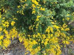 From wikimedia commons, the free media repository. Genista Genista Tinctoria