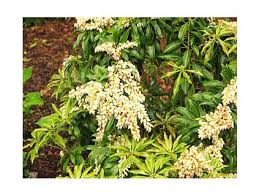 Image result for Pieris japonský debutante obrázek