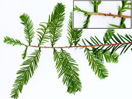 Image result for Taxodium