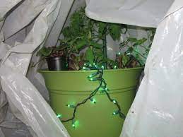 Little solar lights sparkle on top of cold frames over koi ponds. Using Miniature Lights For Warmth The Farm In My Yard