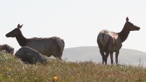 Scientists studying epidemiology, or disease outbreaks, have a similar definition of endemism. 6 Cool Animals That Live Only In California Animals Animals Beautiful Dog Drawing