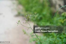 Image result for Vernonia cinerea