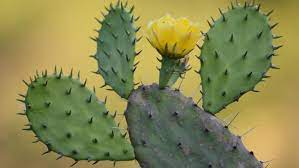 It is native to the americas, but has spread to many other parts of the world. How Is The Prickly Pear Cactus Adapted To Desert Life