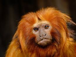 Tropical Rain Forest