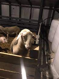 Găsește rapid cele mai bune oferte pentru oi de vanzare braila pe oferte360.ro. Lacaune Oi De Rasa Braila Home Facebook