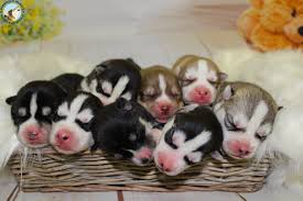 Prénoms des chiens de dessins animés et de bandes dessinées. Nom De Chien En O Pour 2018 Prenom De Chien Male Et Femelle Nom Chiot