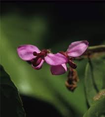 Image result for Securidaca welwitschii