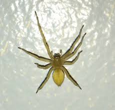 Image result for yellow sac spider bite skin
