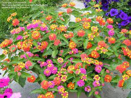 Check spelling or type a new query. Lantana Container Lantana Camara Plantas Jardines
