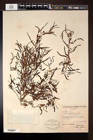 Image result for Rhynchosia caribaea