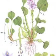 Morphology Of Water Hyacinth Plants With Stolons Download Scientific Diagram