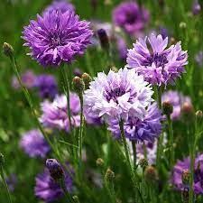 Cornflower Seeds Mauve Flower Seeds In Packets Bulk Eden Brothers Bachelor Button Flowers Flower Seeds Purple Garden