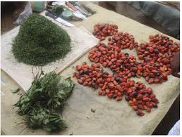 Image result for Afrostyrax kamerunensis