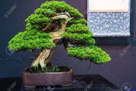 The growth will extend or grow whips before it will form a more dense mounding growth at the base of the whip. This Juniper Bonsai Tree Almost 100 Years Old Stock Photo Picture And Royalty Free Image Image 17219105
